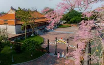 “Vương giả chi hoa” lặng nở giữa trời cố đô Huế
