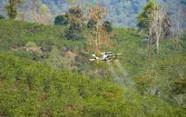 Điện Biên: Thử nghiệm UAV phun phân bón cho cây cà phê