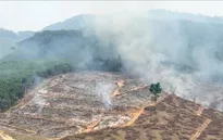 Quảng Trị: Khống chế kịp thời vụ cháy thực bì, ngăn nguy cơ cháy lan sang rừng sản xuất