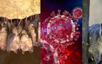 Cảnh báo sớm nguy cơ dịch bệnh mới từ virus corona ở dơi