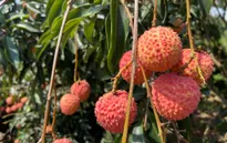 Sản lượng giảm mạnh, vải đầu vụ giá từ 50.000 - 70.000 đồng/kg