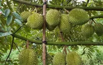 Giá sầu riêng giảm sâu: Áp lực từ thị trường và tiêu chuẩn mới