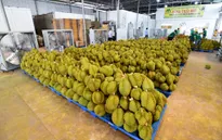 Sầu riêng “luồng xanh”: 23.000 tem truy xuất nguồn gốc đã được dán lên sản phẩm