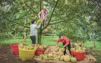Lâm Đồng siết quản lý mã số vùng trồng sầu riêng xuất khẩu