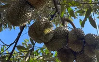 Vỡ quy hoạch vùng nguyên liệu sầu riêng