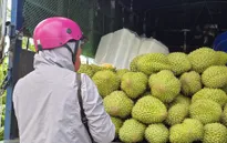 Giá sầu riêng giảm sâu giữa vụ