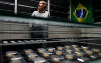 Brazil dùng “dấu vân tay địa chất” truy nguồn vàng lậu