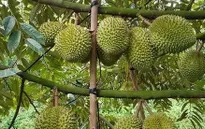 Việt - Trung tăng cường hợp tác chuỗi sầu riêng