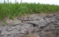 Nguy cơ El Nino rất mạnh và cú sốc lương thực ở Đông Nam Á