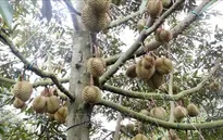 Trung Quốc nhập 1 triệu tấn sầu riêng sau nửa năm