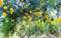 Thu hồi đất nông nghiệp đứng tên chồng, vợ có được hỗ trợ?