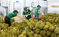 Sầu riêng - Động lực chính cho xuất khẩu rau quả Việt Nam