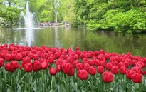 Keukenhof - Điểm đến không thể bỏ qua tại Hà Lan