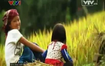 Mù Cang Chải - Đẹp và sống động