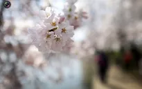 Mãn nhãn với hoa anh đào tại Washington và Tokyo