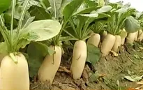 Hà Nội: Làng chuyên canh rau củ cải an toàn