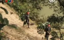 Bảo tồn và phát triển nguồn dược liệu quý ở Lào Cai