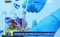 Xây dựng nội tạng nhân tạo để thử nghiệm thuốc