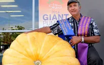 Bí ngô khổng lồ... nặng hàng trăm kilogram