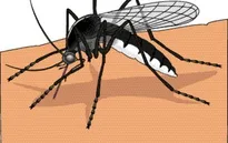Cách chăm sóc tại nhà cho trẻ mắc sốt xuất huyết
