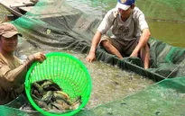 Nông dân ĐBSCL đổ nợ vì cá rô đầu vuông