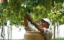 Hôm nay (17/7), khai mạc Lễ hội Nho và Vang Ninh Thuận