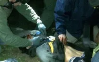 Công bố video bắt giữ nghi phạm đánh bom ở Boston