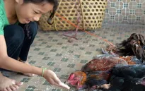 Campuchia phòng chống dịch cúm A/H5N1