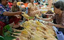 Campuchia lo ngại về dịch cúm gia cầm
