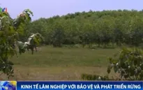 Phát triển kinh tế lâm nghiệp gắn với bảo vệ và phát triển rừng