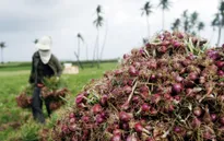 Khám phá "vương quốc hành, tỏi" Lý Sơn