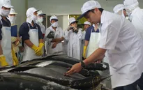 Nhân rộng mô hình sản xuất cá ngừ đại dương theo chuỗi giá trị 