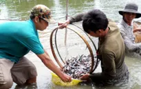 Đồng Tháp: Cá tra giống tồn đọng nhiều