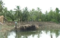 Nông dân đổ xô đào ao thả cá lóc trên đất lúa