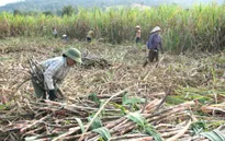 Bất cập chính sách nhập khẩu đường
