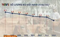 Vì sao thịt bò trong nước không rẻ hơn thịt nhập khẩu?