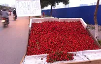 Dâu tây Trung Quốc trà trộn thị trường dưới mác hàng Đà Lạt