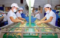 Việt Nam dẫn đầu về xuất khẩu hạt điều 8 năm liền