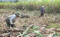 Nông dân bỏ mía - Nguy cơ mất vùng nguyên liệu
