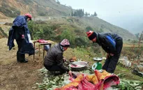 Lào Cai: Trâu bò chết rét, người dân mang ra đường bán