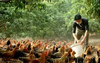 Người nuôi gà đồi Yên Thế như đang "ngồi trên đống lửa"