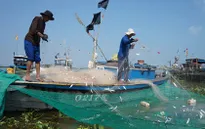 Phát triển các nghiệp đoàn nghề cá - Điểm tựa cho ngư dân bám biển
