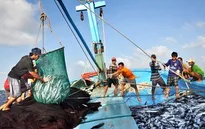 Chính sách hỗ trợ ngư dân vươn khơi: Cần điều chỉnh phù hợp