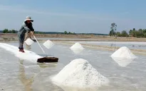 Ứ đọng muối, diêm dân miền Trung lỗ vốn