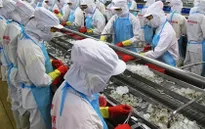 ĐBSCL: Tôm thẻ nguyên liệu rớt giá từng ngày
