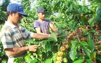 Sản lượng cà phê Tây Nguyên sẽ giảm 20% niên vụ 2014-2015