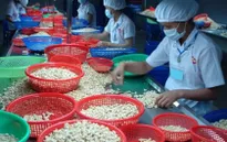 Hạt điều nhân xuất khẩu đón nhiều cơ hội mới