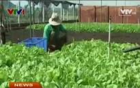 Rau sạch ở Đăk Lăk bị ép giá