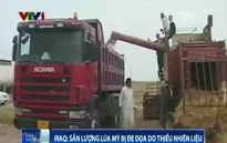 Sản lượng lúa mỳ của Iraq bị đe dọa do thiếu nhiên liệu