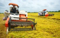 Giá lúa Đông Xuân tăng 100-200 đồng/kg